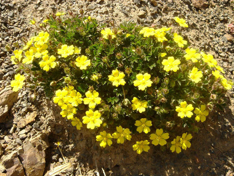 Potentilla neumanniana en fleurs sur substrat calcaire graveleux dans les Picos de Europa